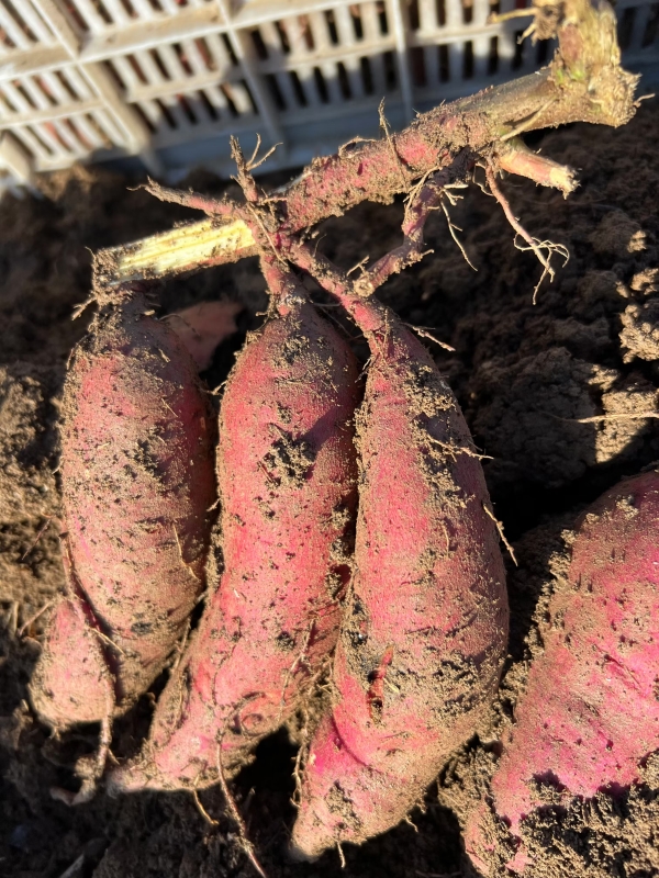 微信图片_20241125130529 微信图片_20241125130529.jpg