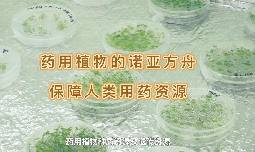 ҩֲŵǷȻ١˻Ҳæҩû